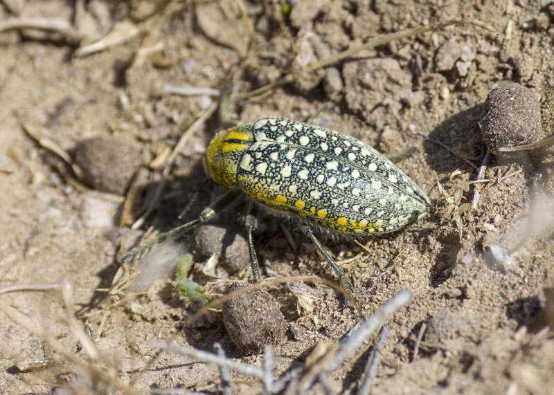 Coleottero da Uzbekistan: Julodis variolaris (Buprestidae)